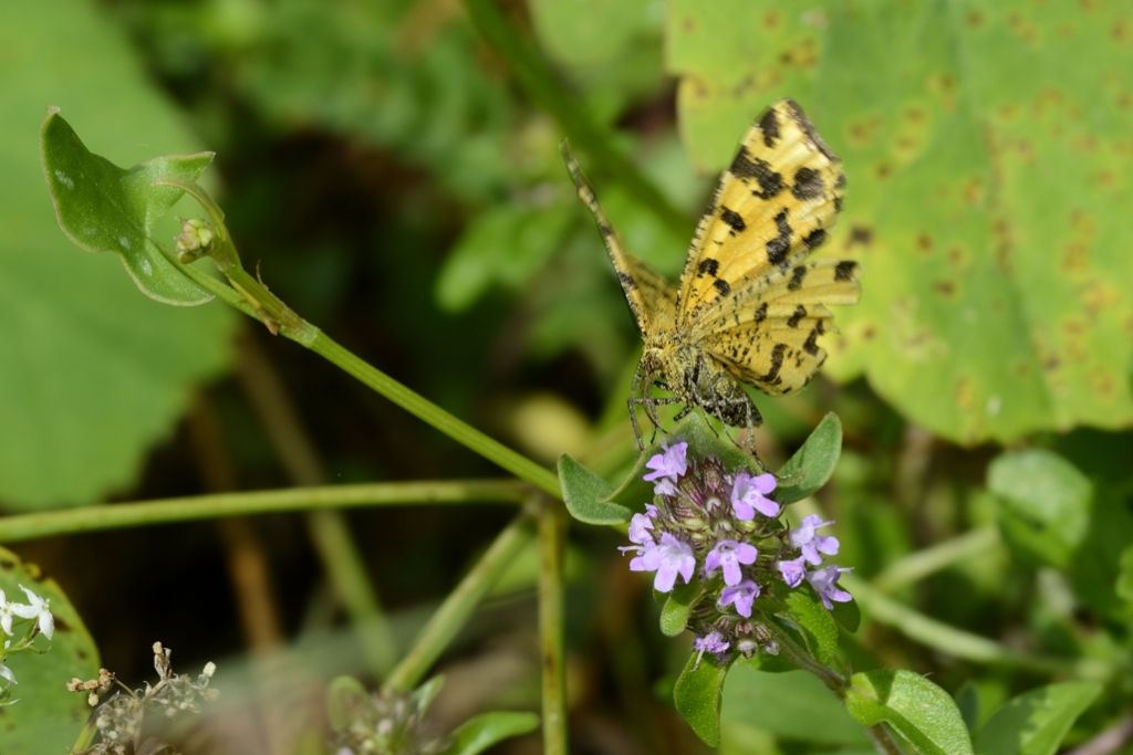 Farfalla da ID - Pseudopanthera macularia, Geometridae